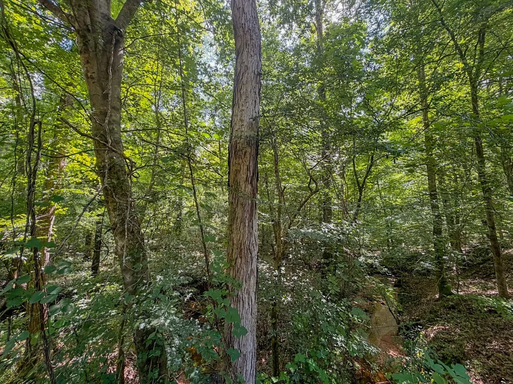 1025 Co Road 83 Burnsville AL 36703