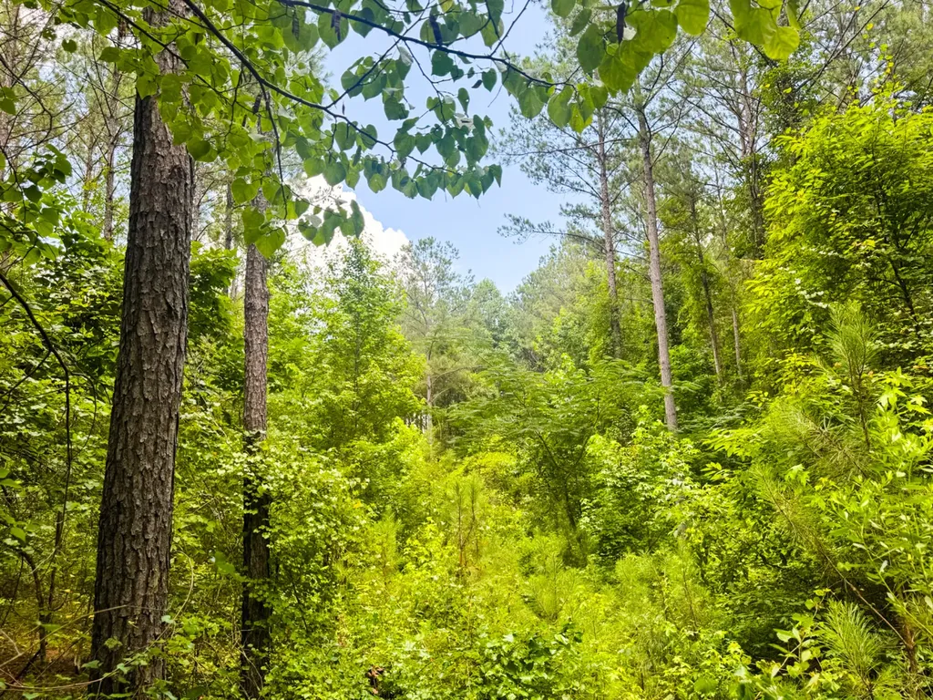 0 Sweet Water Road Daviston AL 36256