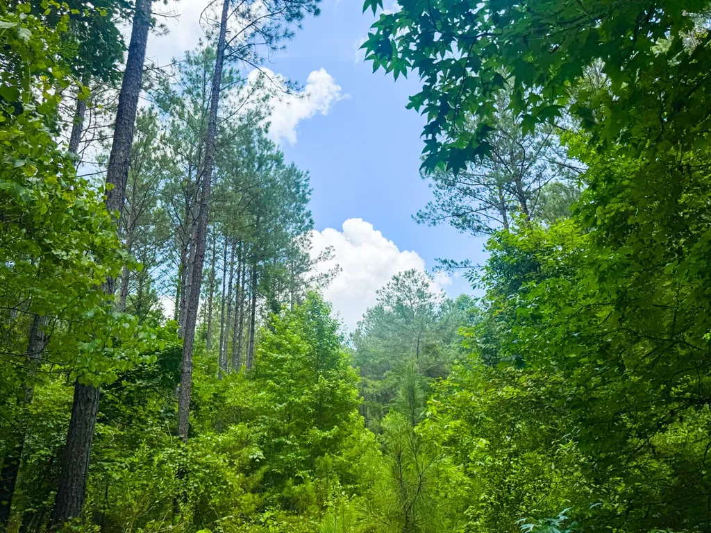 0 Sweet Water Road Daviston AL 36256