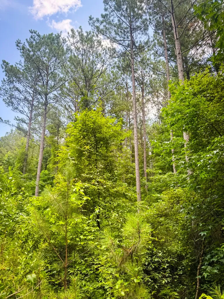0 Sweet Water Road Daviston AL 36256
