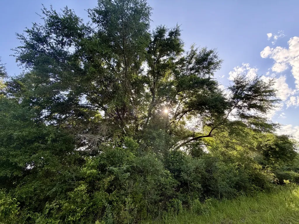 1 Highway 123 Wicksburg AL 36352
