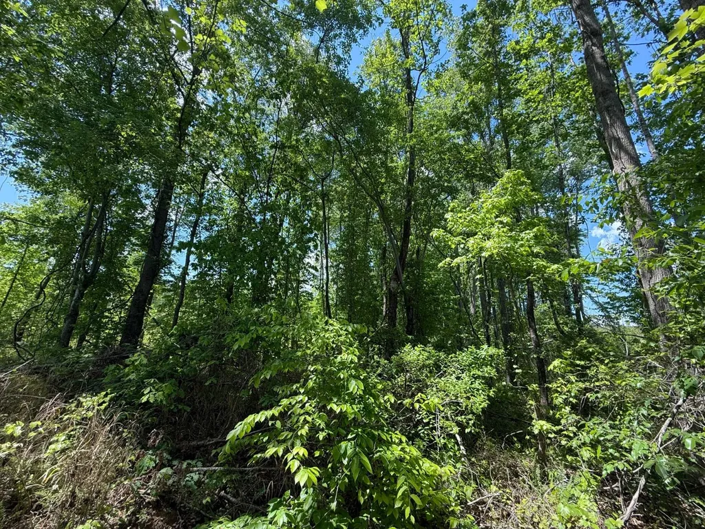 0 County Road 695 Roanoke AL 36274