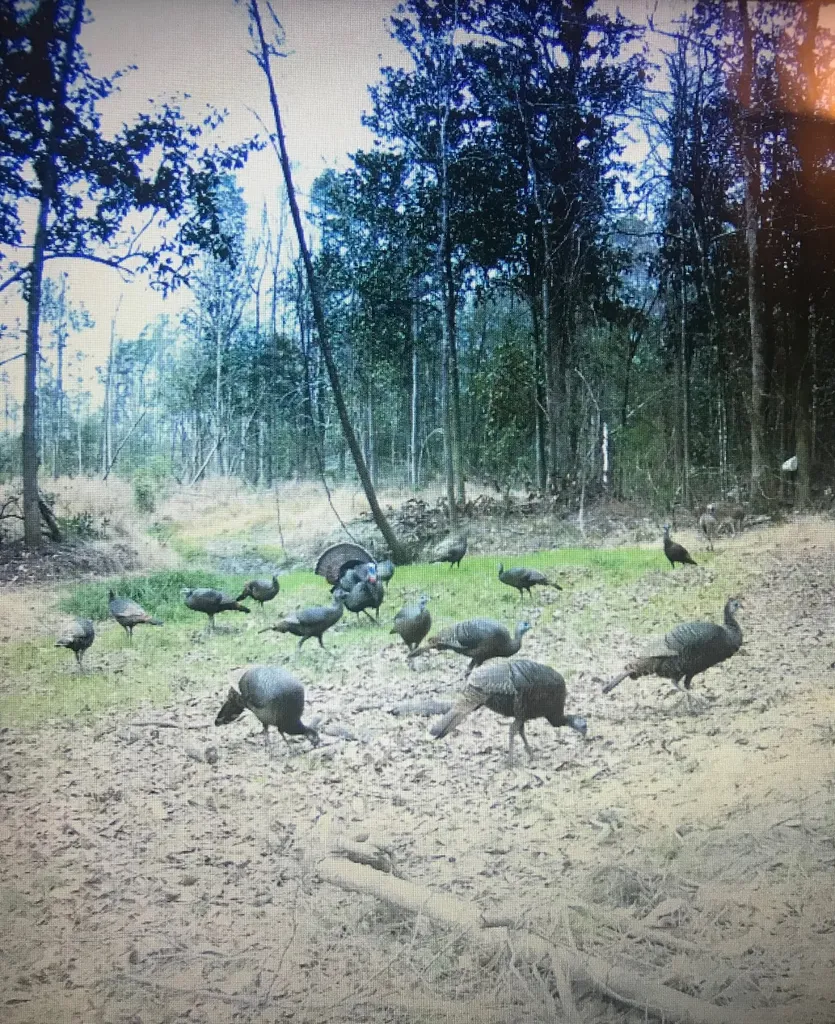 0 County Road 325 Troy AL 36079