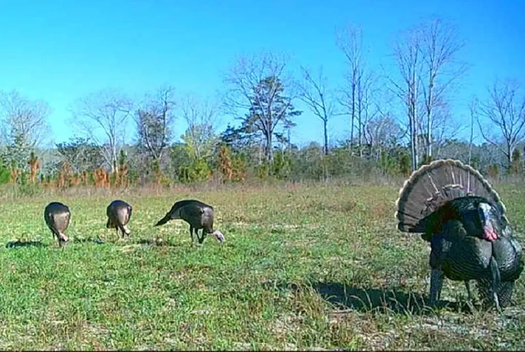 0 Co. Road 325 Troy AL 36079