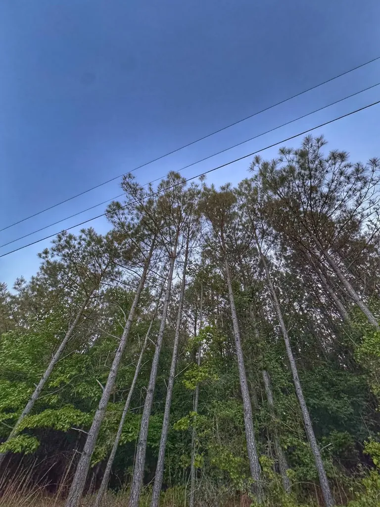 0 Grant Road Hamilton Al AL 35593