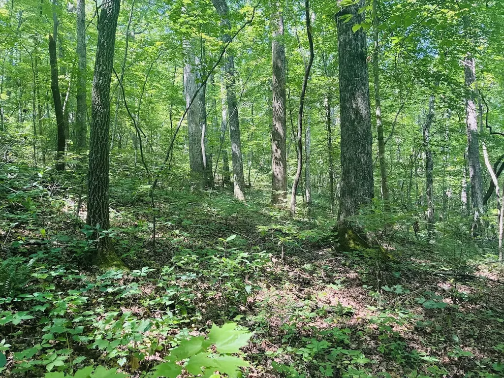 0 Forest Glen Road Sylacauga AL 35151