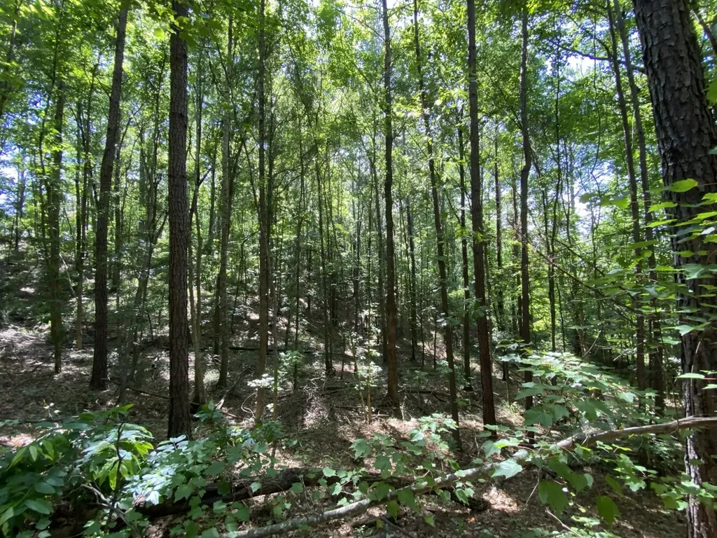 12775 Hagler Coaling Road Cottondale AL 35453