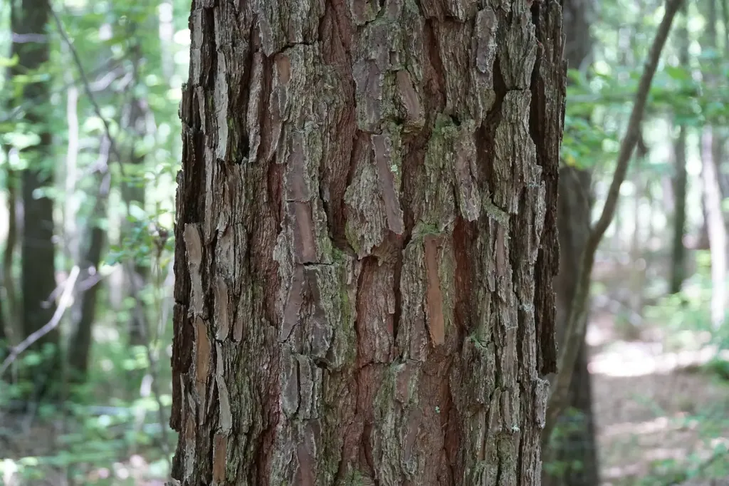 0 Happy Hollow Road Red Bay AL 35582