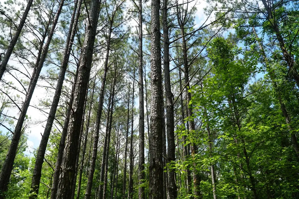 0 Happy Hollow Road Red Bay AL 35582