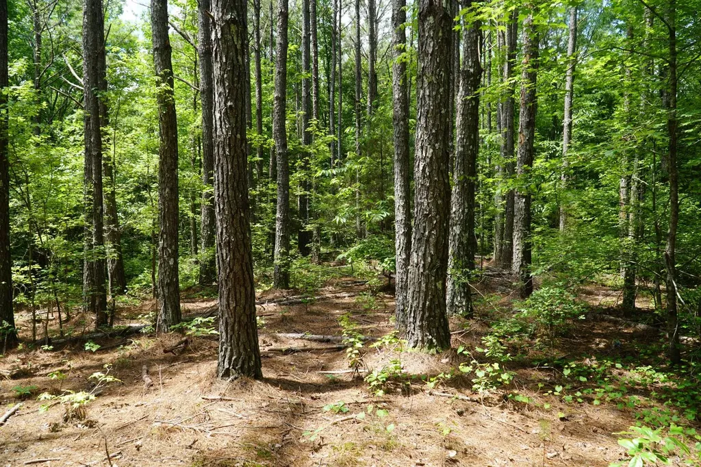 0 Happy Hollow Road Red Bay AL 35582