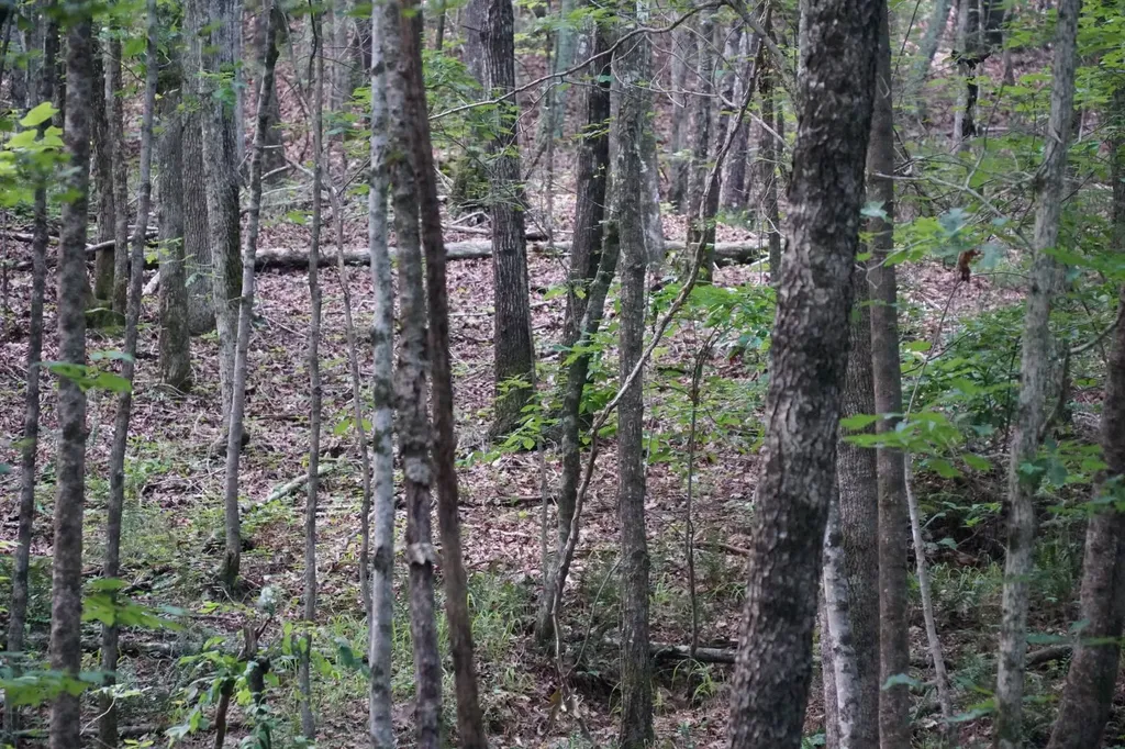 0 Happy Hollow Road Red Bay AL 35582