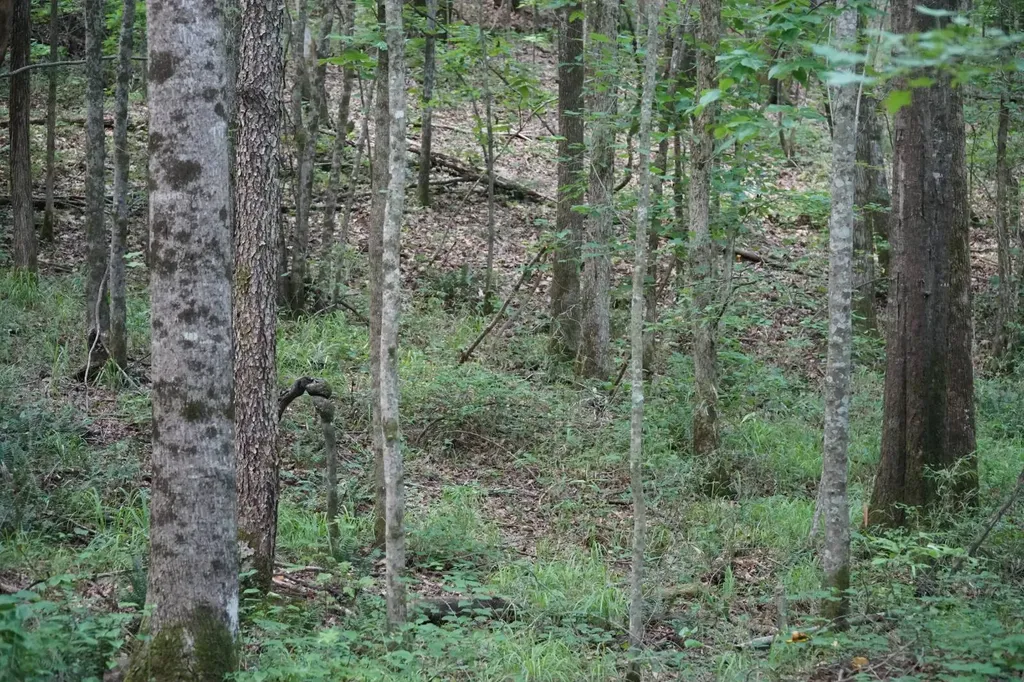 0 Happy Hollow Road Red Bay AL 35582