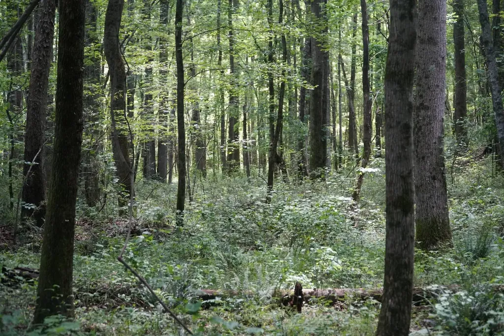 0 Happy Hollow Road Red Bay AL 35582
