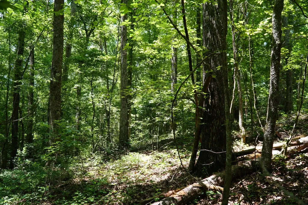 0 Happy Hollow Road Red Bay AL 35582