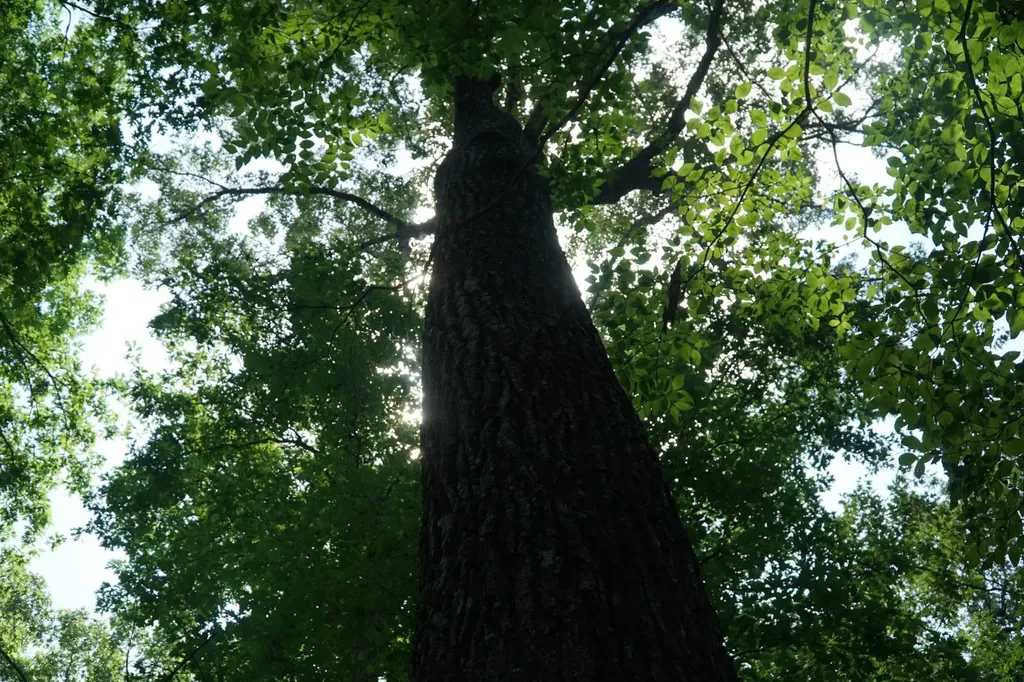 0 Happy Hollow Road Red Bay AL 35582