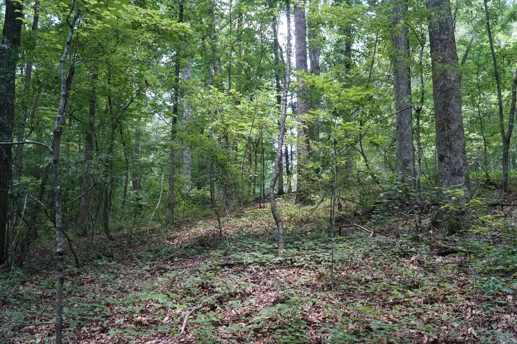 0 Happy Hollow Road Red Bay AL 35582
