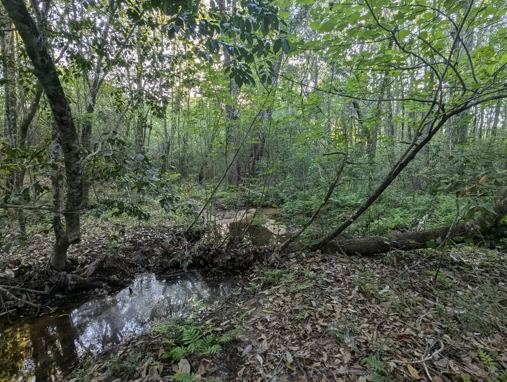 26541 Old Boggy Road Opp AL 36467