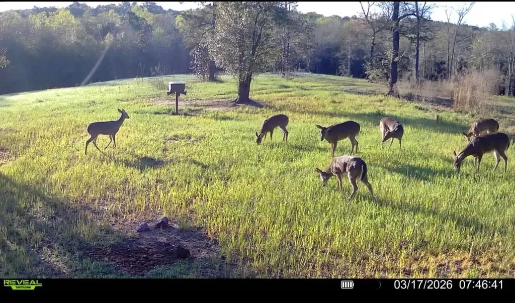 0 Corbin Road Newton AL 36352