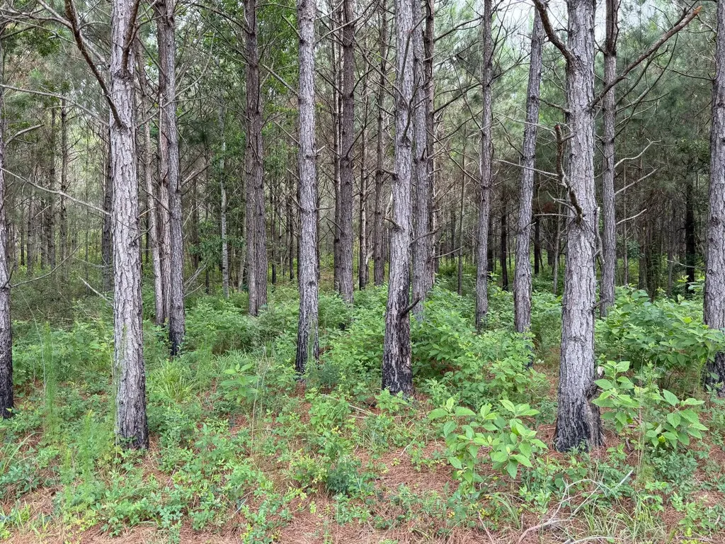 0 E. Dogwood Trail Georgiana AL 36037