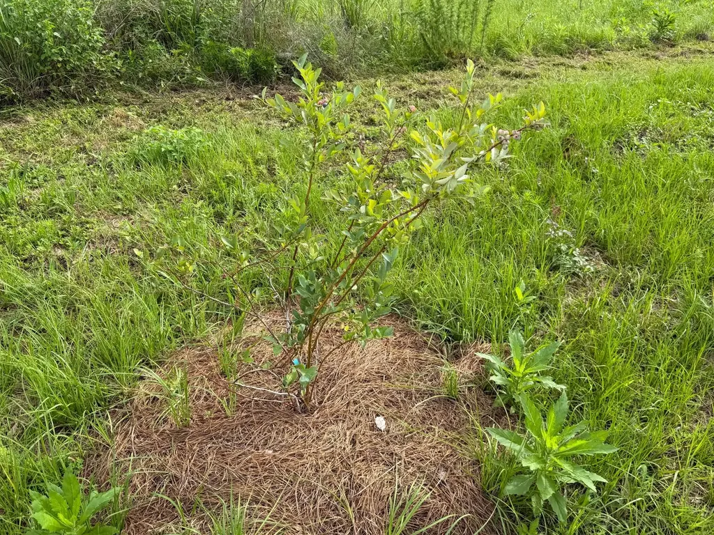 0 E. Dogwood Trail Georgiana AL 36037
