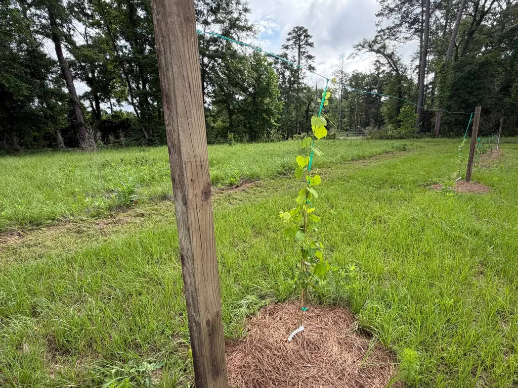 0 E. Dogwood Trail Georgiana AL 36037