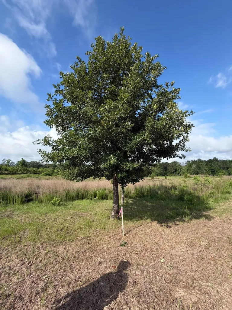 0 E. Dogwood Trail Georgiana AL 36037