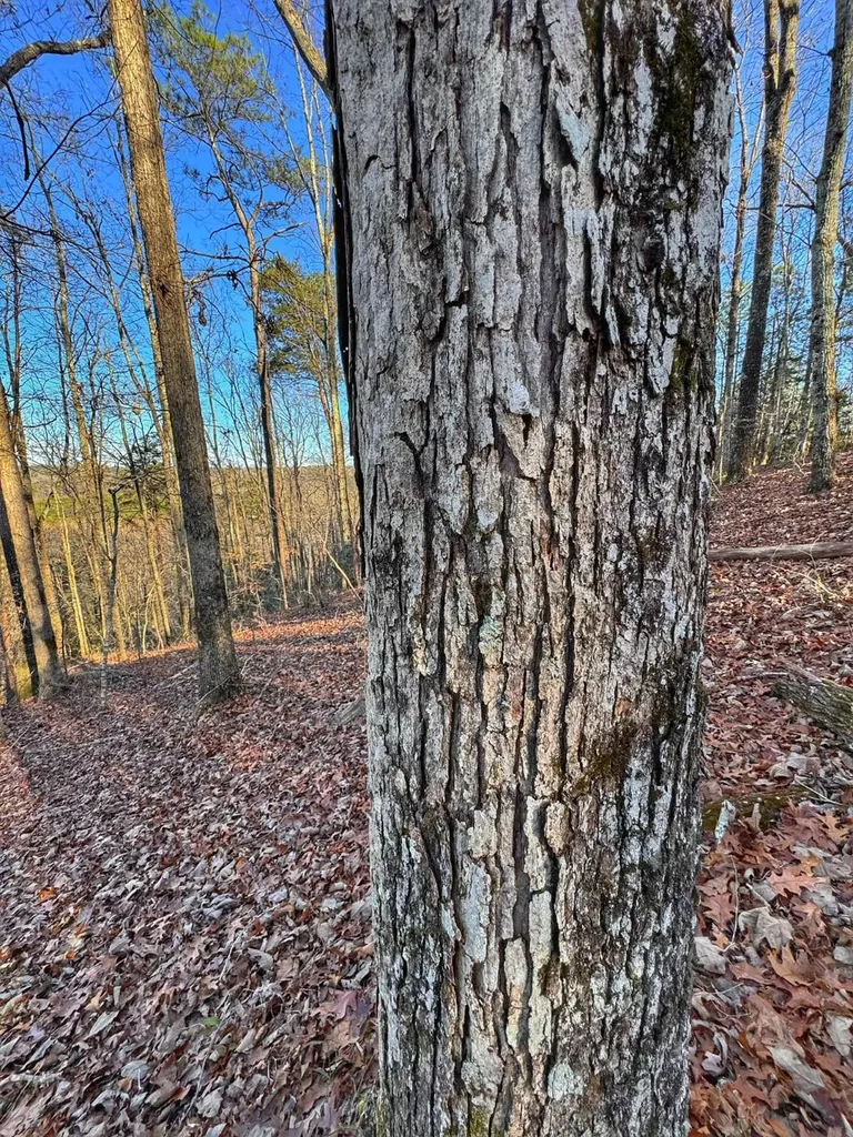 01 County Road 34 Haleyville AL 35565