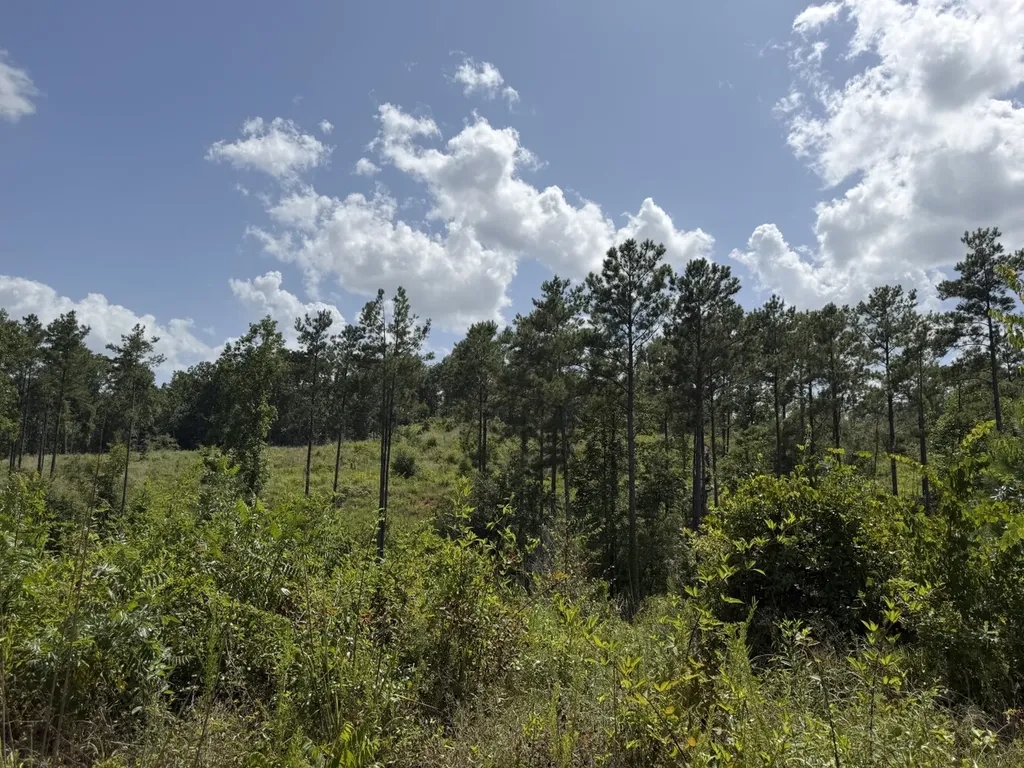 0 Boggs Road Toxey AL 36921