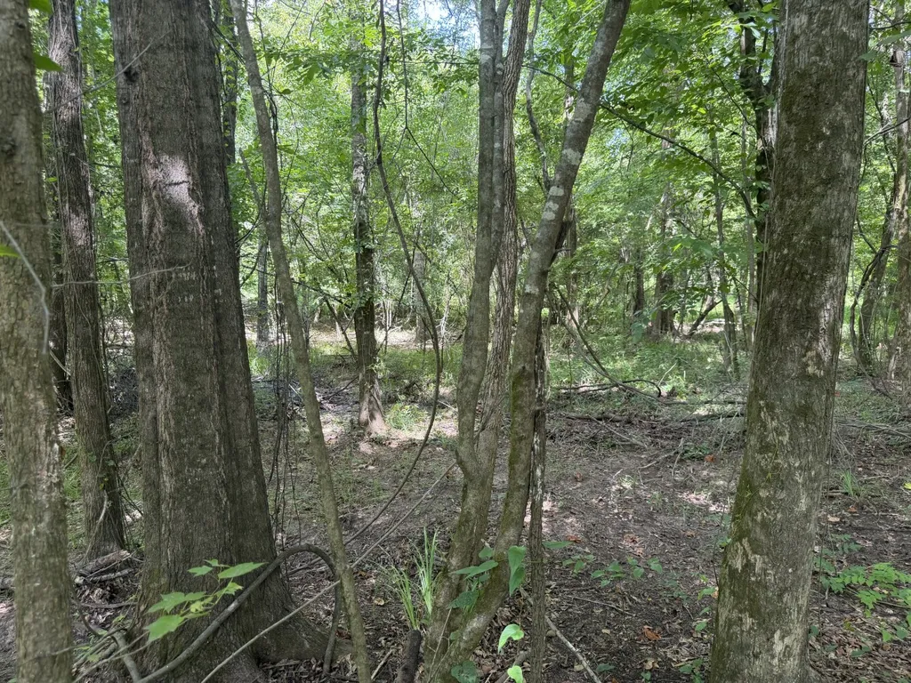 0 Boggs Road Toxey AL 36921