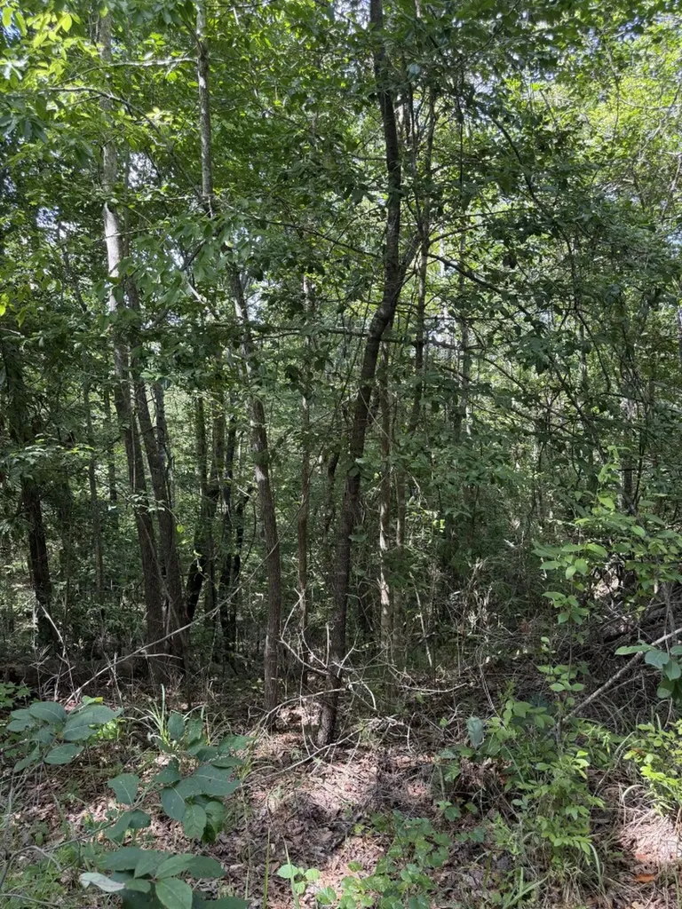 0 Boggs Road Toxey AL 36921