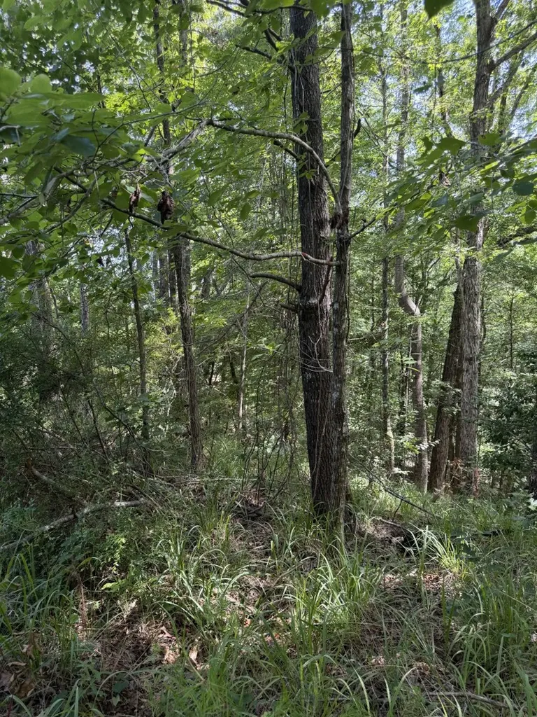 0 Boggs Road Toxey AL 36921