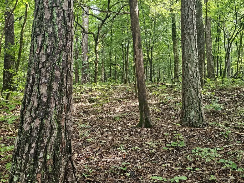 000Z County Road 524 Russellville AL 35653