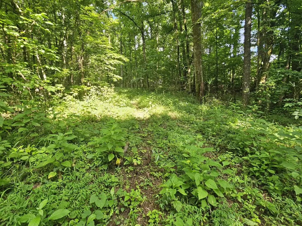 000Z County Road 524 Russellville AL 35653
