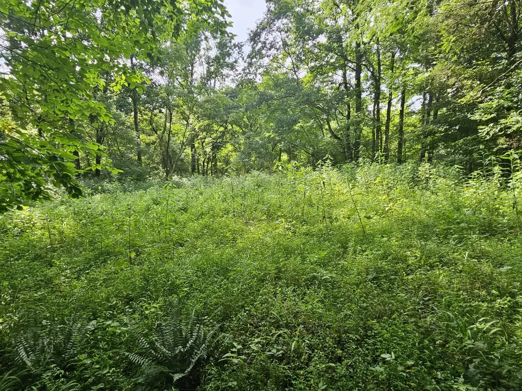 000Z County Road 524 Russellville AL 35653