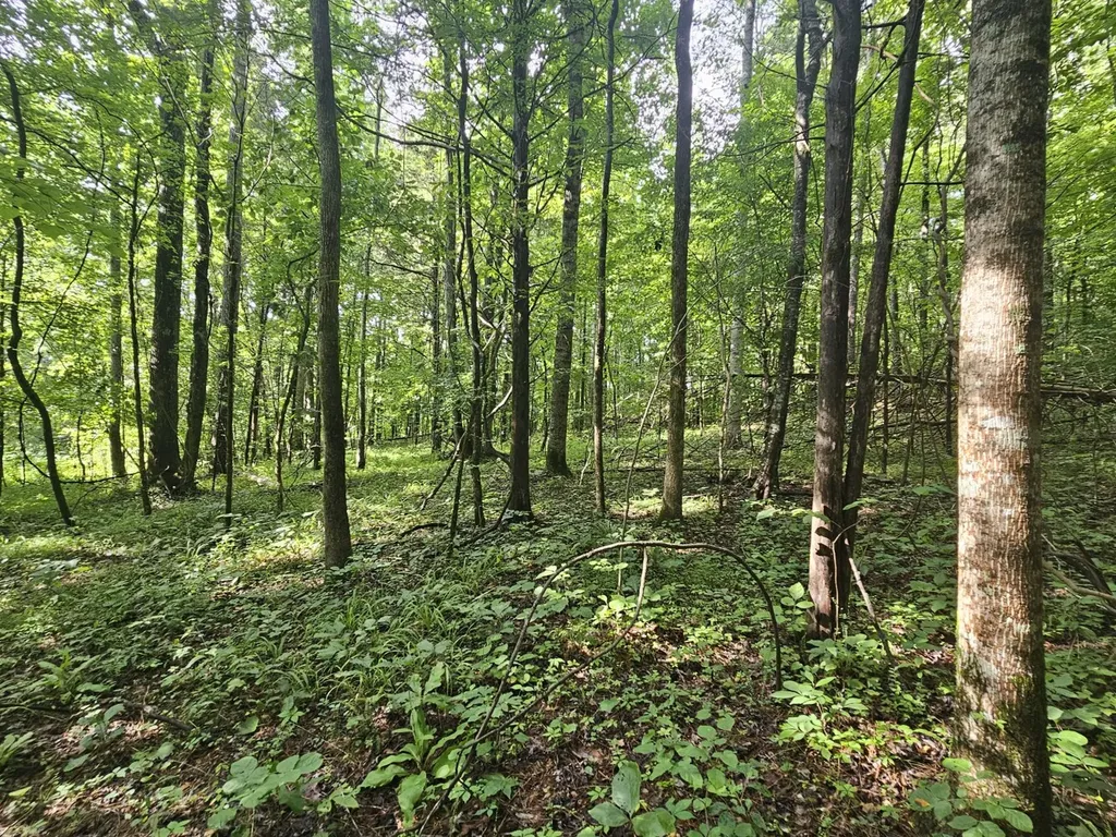 000Z County Road 524 Russellville AL 35653