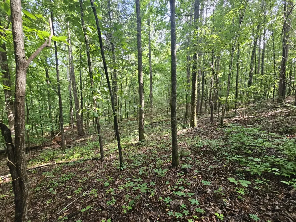 000Z County Road 524 Russellville AL 35653