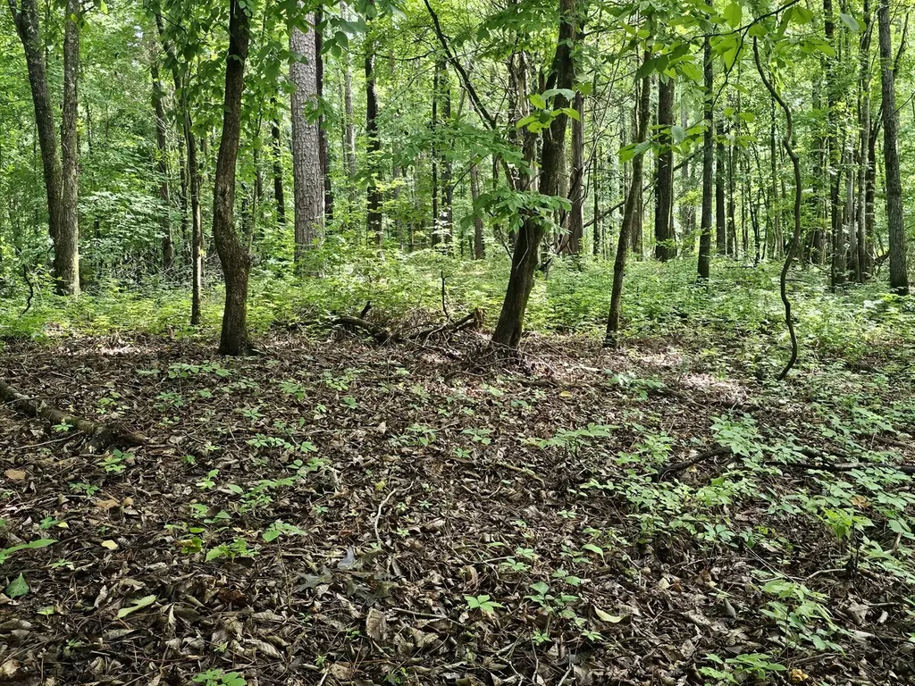 000Z County Road 524 Russellville AL 35653