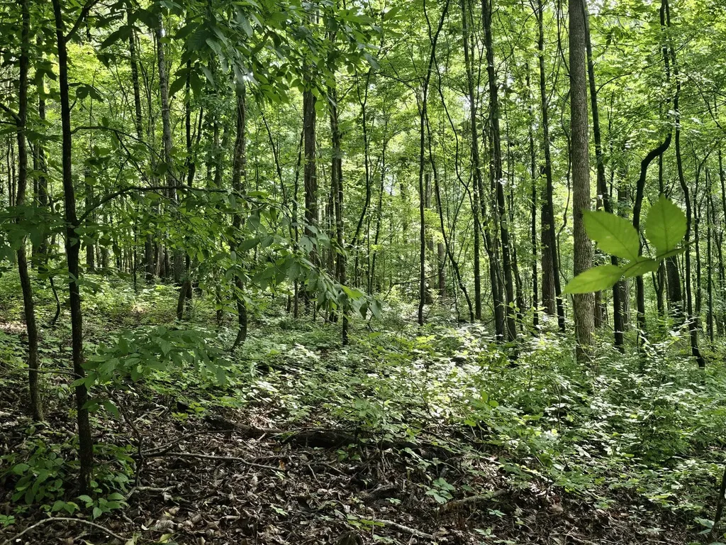 000Z County Road 524 Russellville AL 35653