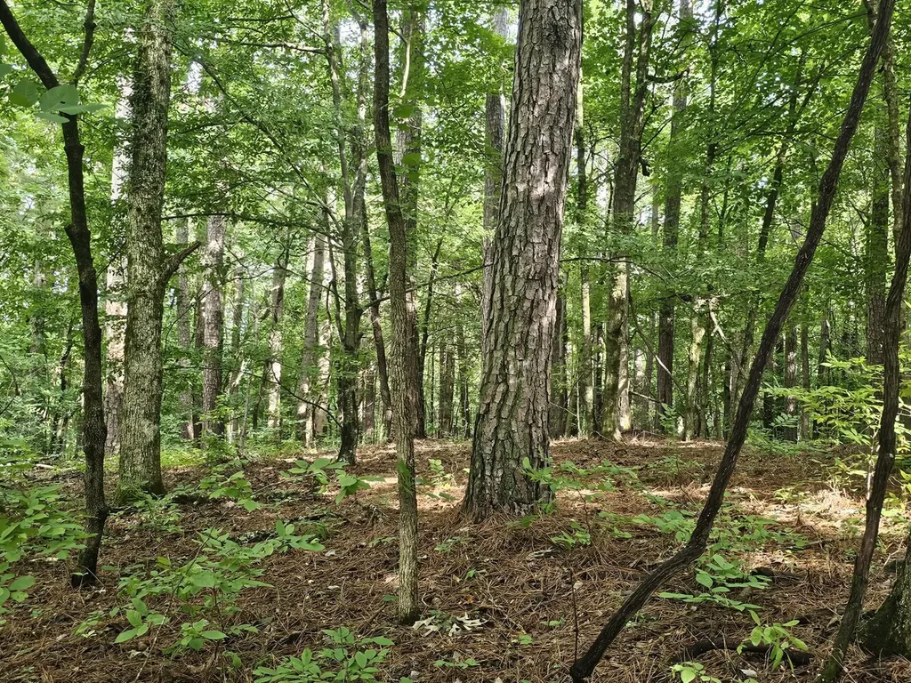 000Z County Road 524 Russellville AL 35653