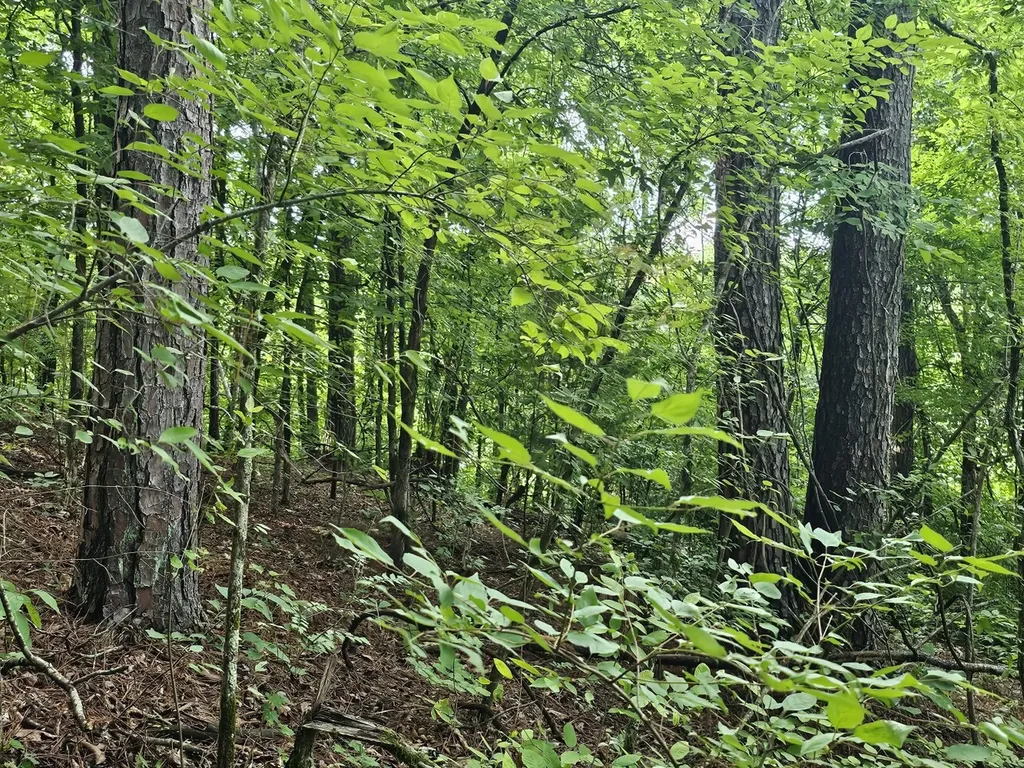 000Z County Road 524 Russellville AL 35653