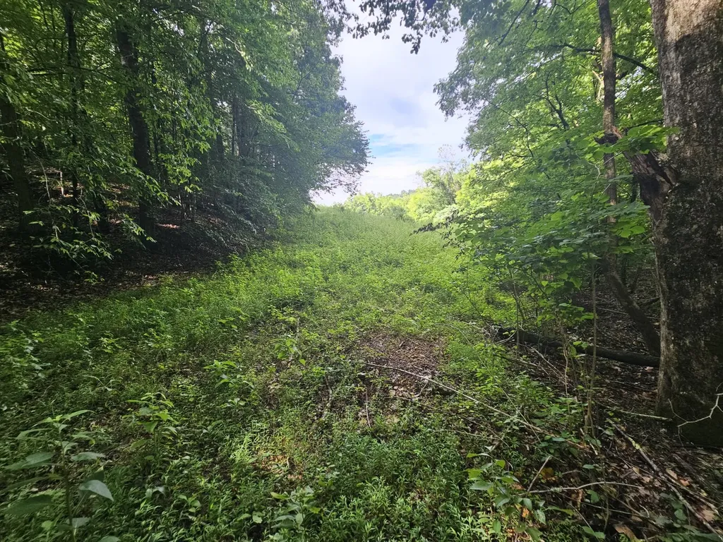 000Z County Road 524 Russellville AL 35653