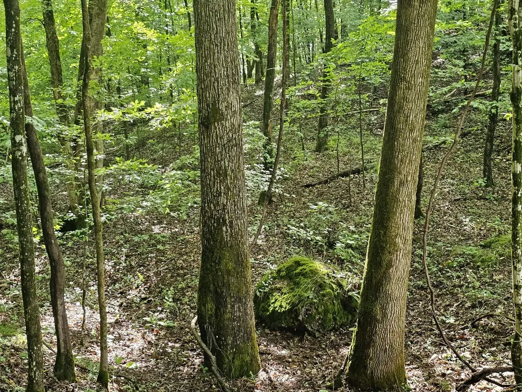 000Z County Road 524 Russellville AL 35653