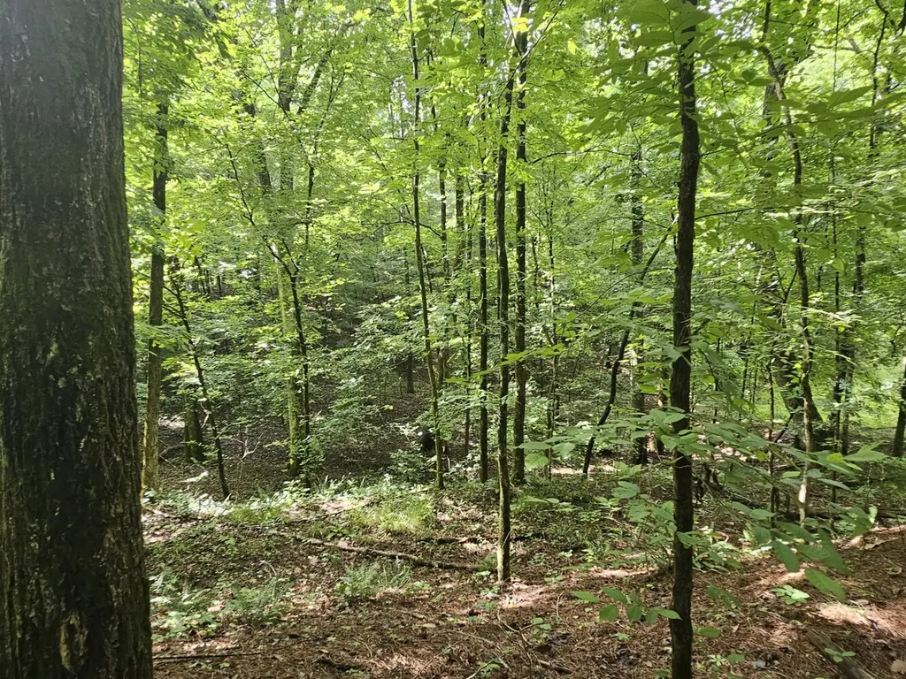 000Z County Road 524 Russellville AL 35653