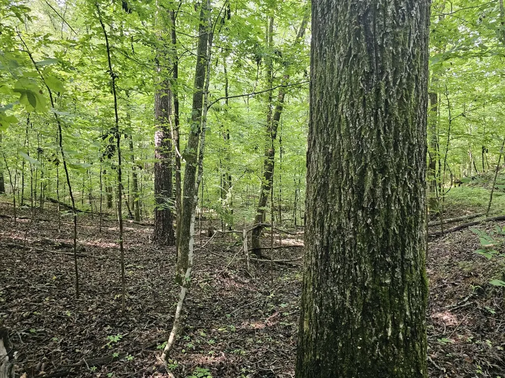 000Z County Road 524 Russellville AL 35653