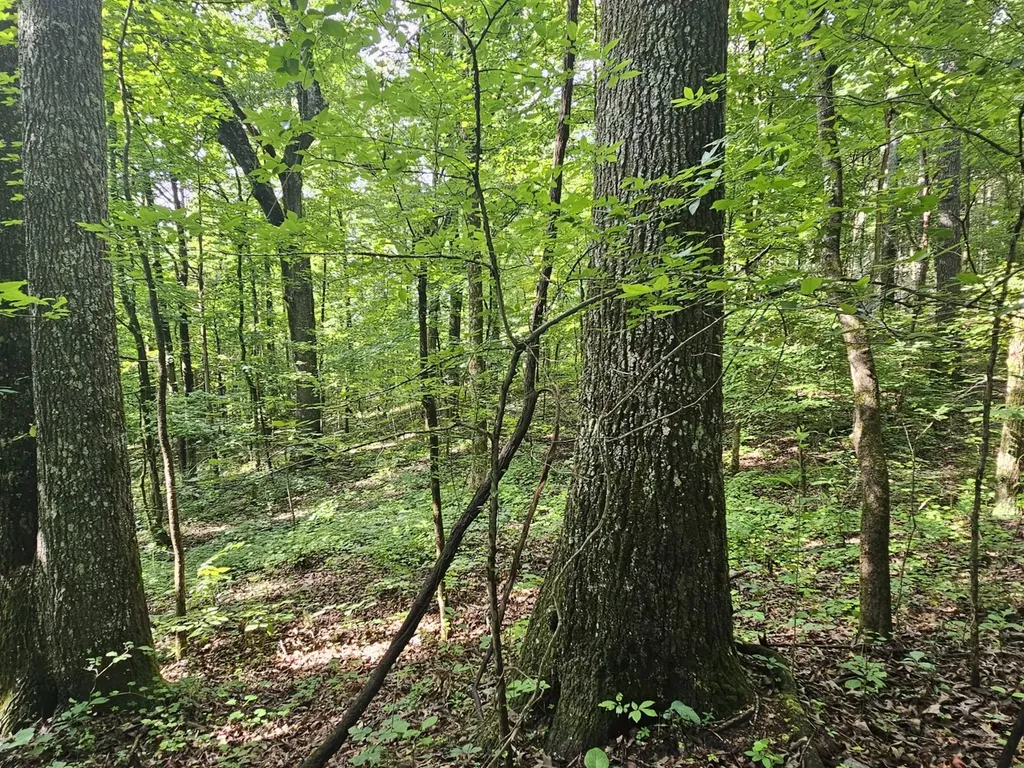 000Z County Road 524 Russellville AL 35653