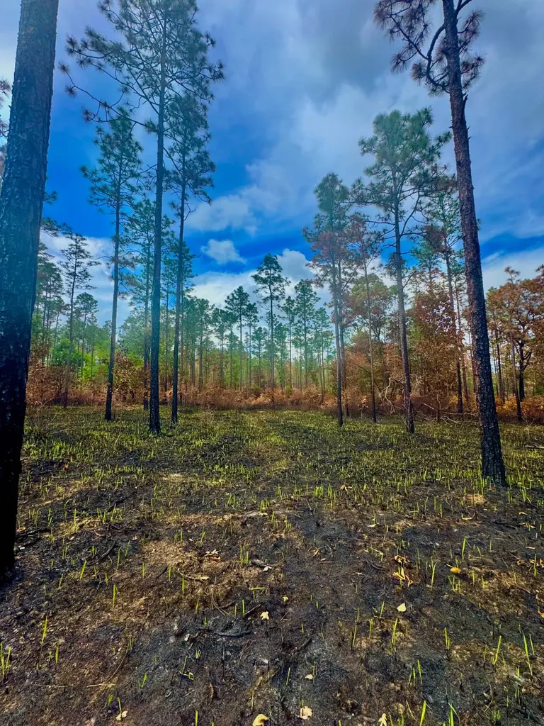 0 Hubert Morris Road Wilmer AL 36587