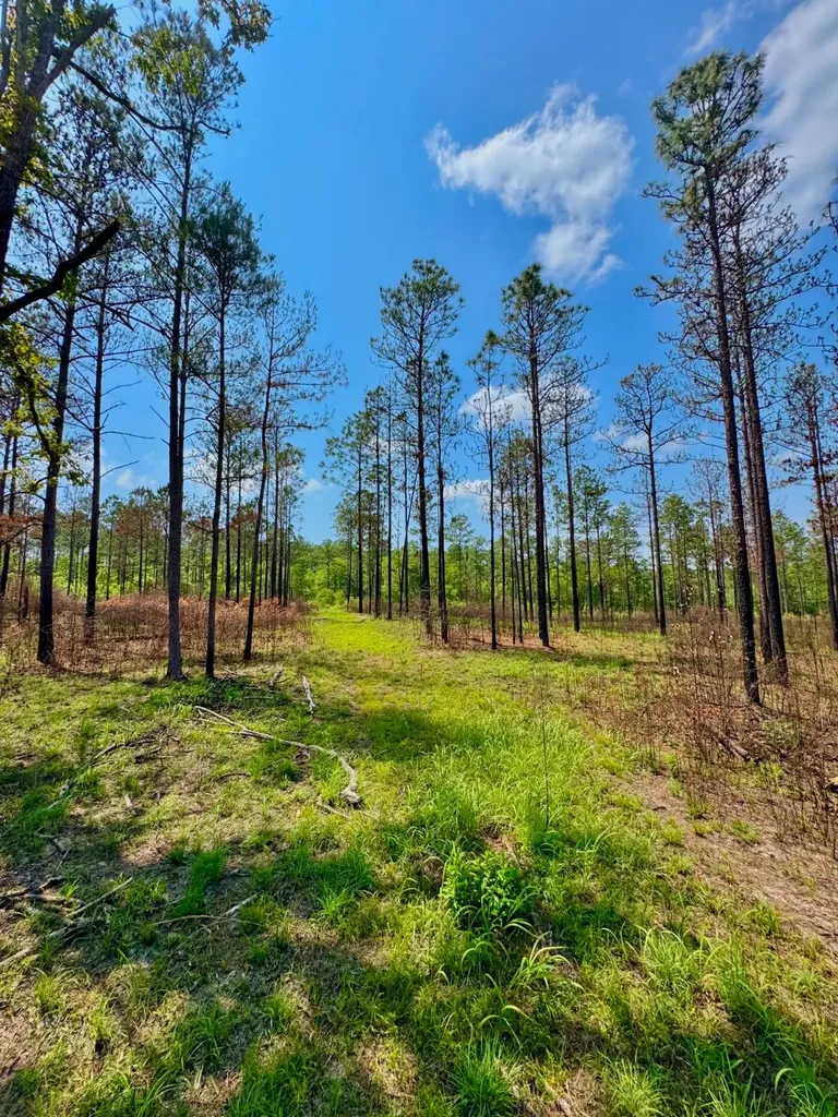 0 Hubert Morris Road Wilmer AL 36587