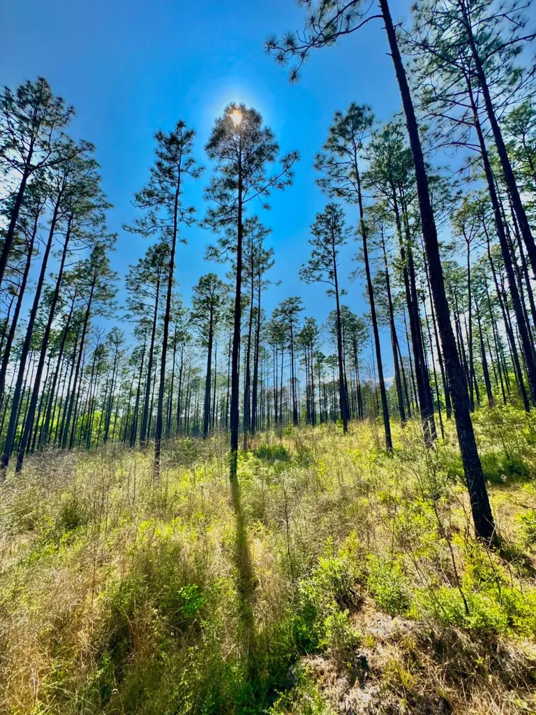 0 Hubert Morris Road Wilmer AL 36587