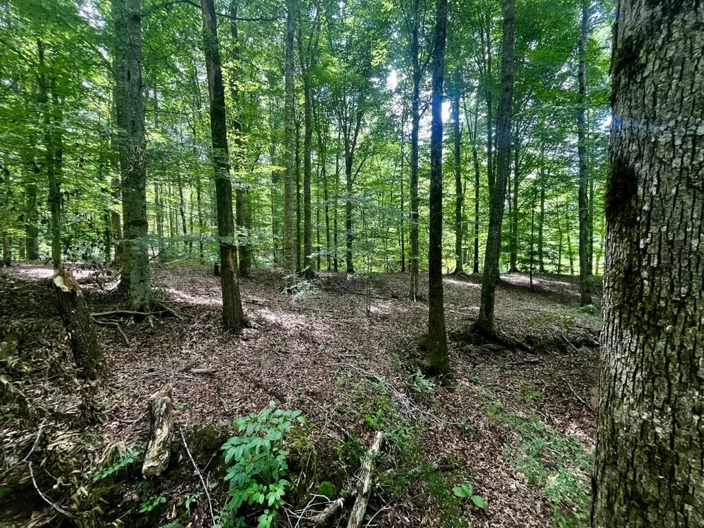 0 Coosa County Road 93 Rockford AL 35089