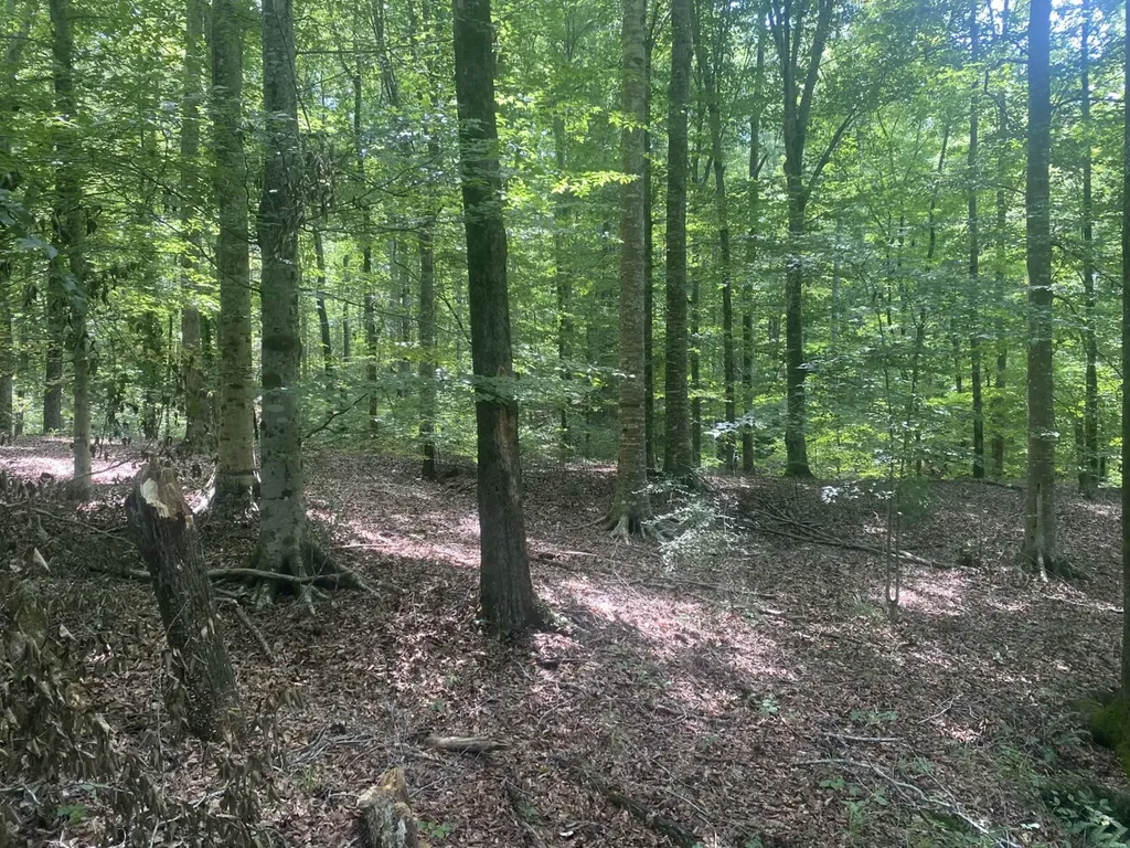 0 Coosa County Road 93 Rockford AL 35089